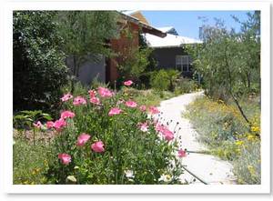 wildflowers